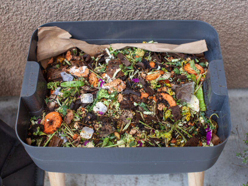 Worms in a feeding tray with fresh food and bedding material in an outdoor vermicomposter