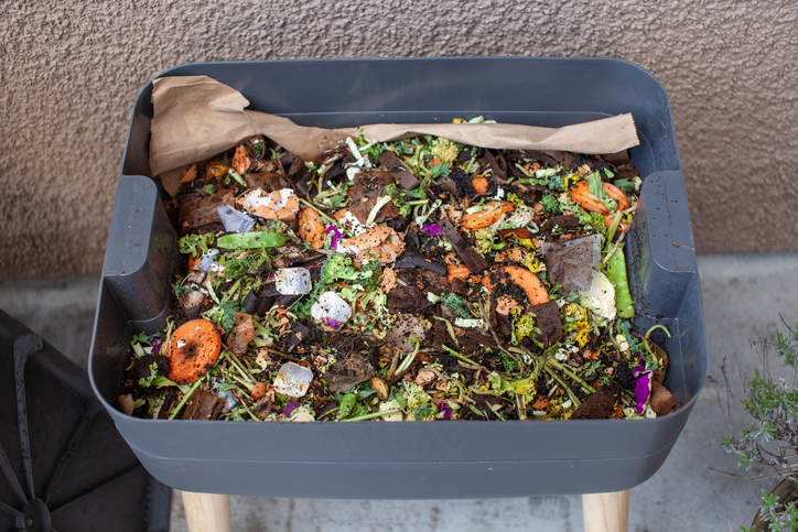 Worms in a feeding tray with fresh food and bedding material in an outdoor vermicomposter