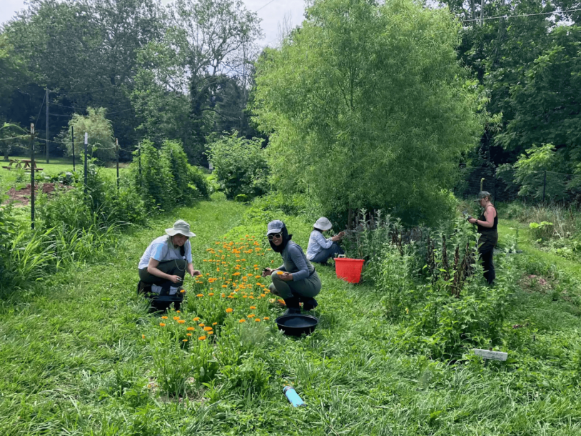 People weeding and pruning a tree.