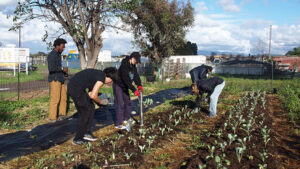 Youth plating a farm field.