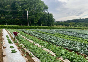 Farmer picking row crops in a field