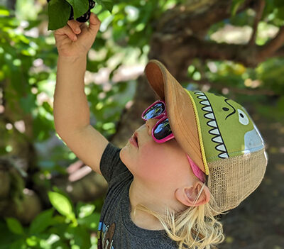 Boy picking cherries