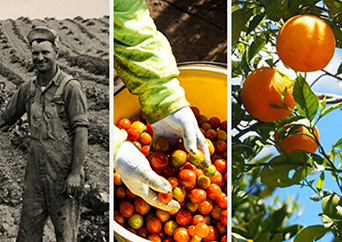 Combination of three images showing a farmer, hands reaching into a bucket of tomatoes, and fruit in a tree