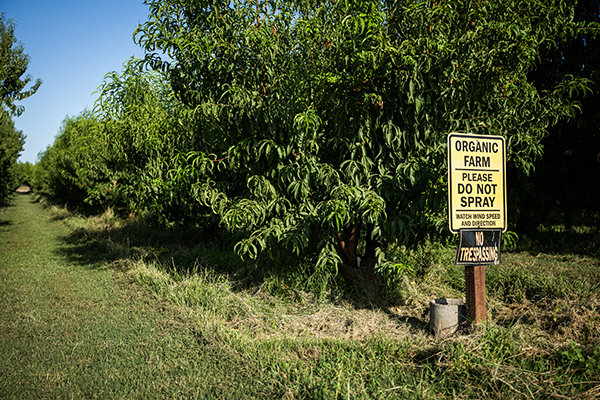 Balakian Farms orchard with sign: Organic Farm / Please do not spray / Watch wind speed and direction / No trespassing