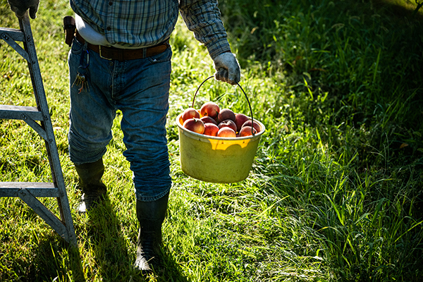 How I'm Gathering the Flavors of Summer