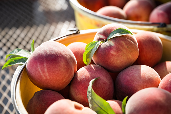 Bucket of peaches