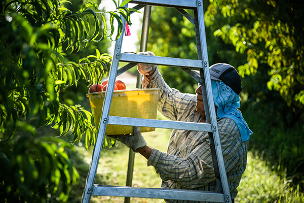 Worker picking peaches