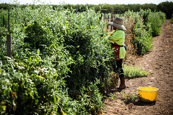 Farmworker picking tomatoes