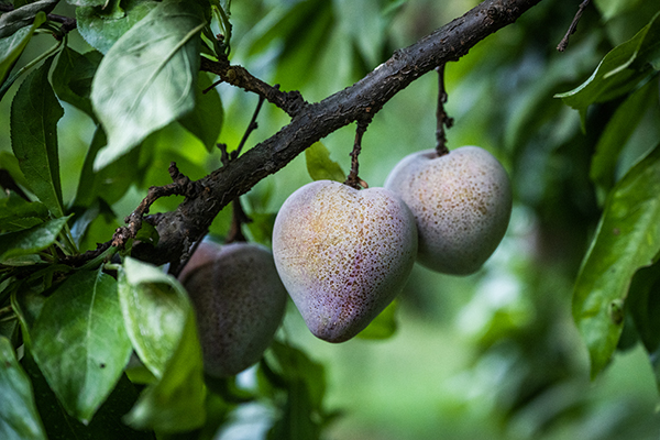 Elephant heart plums on the tree