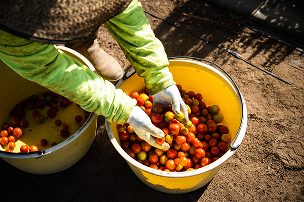 Worker reaching into a bucket of tomatoes