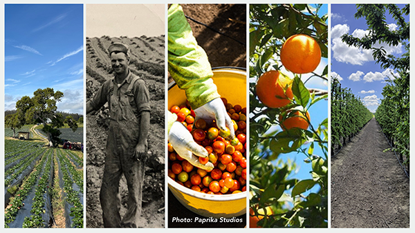 Combination of five images showing a farm field, a farmer, hands reaching into a bucket of tomatoes, fruit in a tree, and an orchard