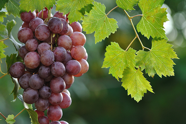 Thomcord grapes on the vine