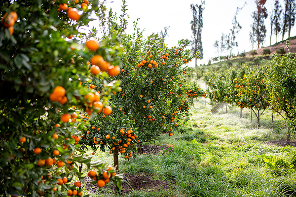 Apricot Lane's thriving organic orchard