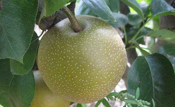 Asian pear on the tree