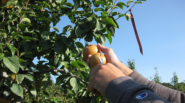 Man picking Asian pears