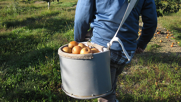 Man with bag of Asian pears