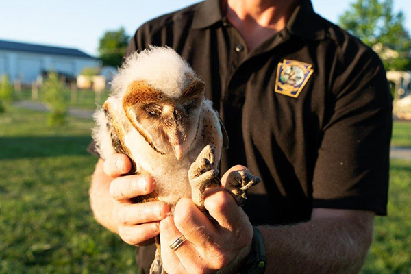 Man holding young barn owl