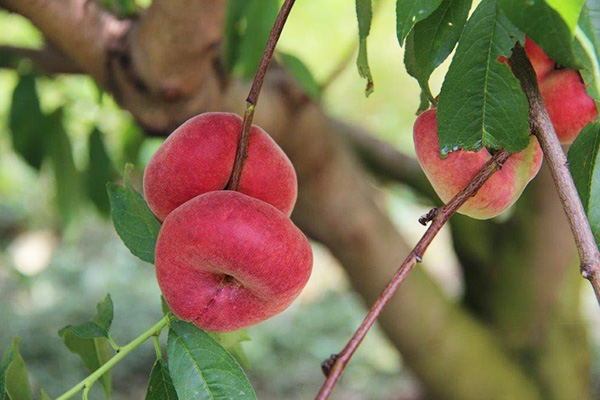 Donut peaches on the tree at Kauffman Orchards