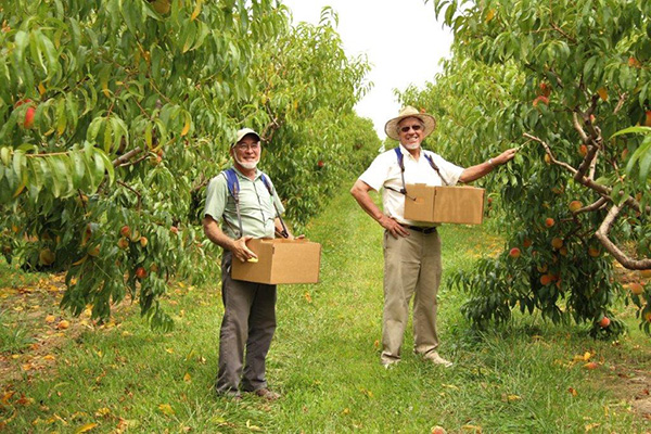 Two men harvesting fruit at Kauffman Orchards