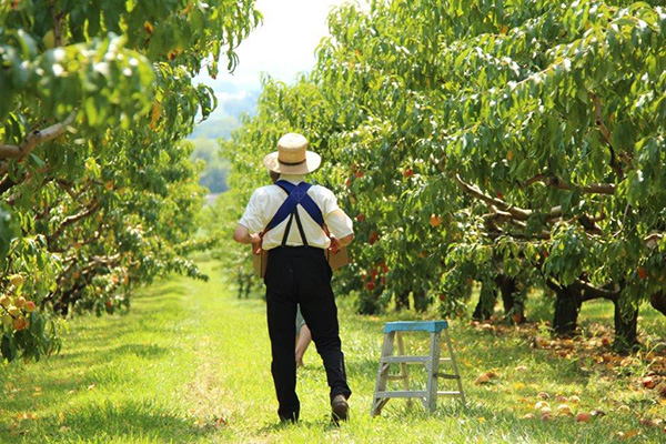 Man harvesting peaches at Kauffman Orchards