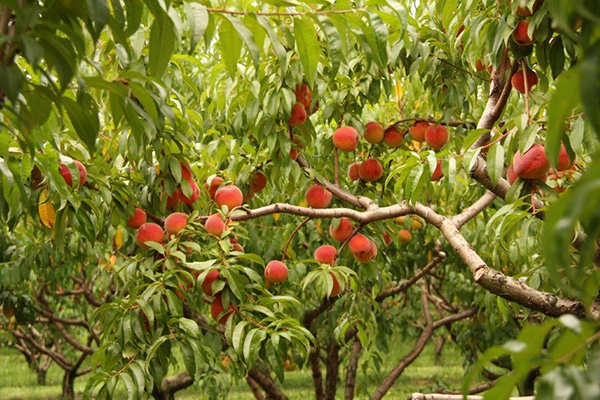 Peaches on the tree at Kauffman Orchards