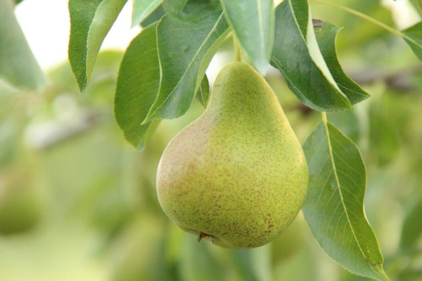 Pear on the tree at Kauffman Orchards