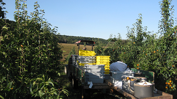 Farmer harvesting Asian pears in truck 