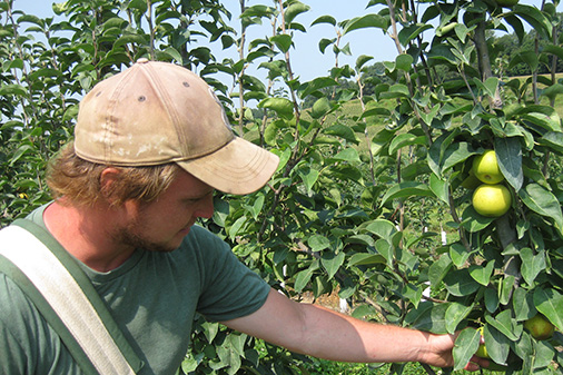 Farmer picking pears