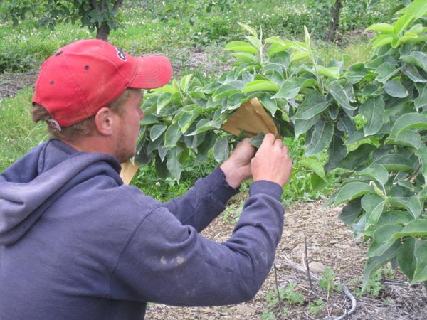 Farmer bagging Asian pears on the tree