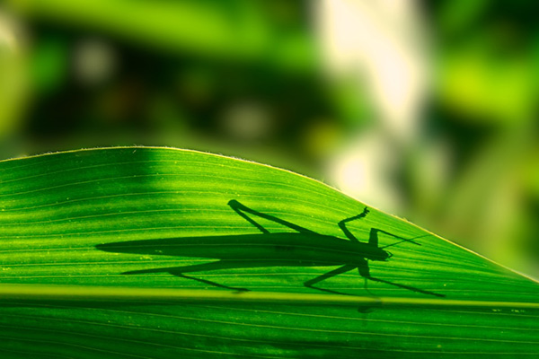 Grasshopper shadow on a leaf