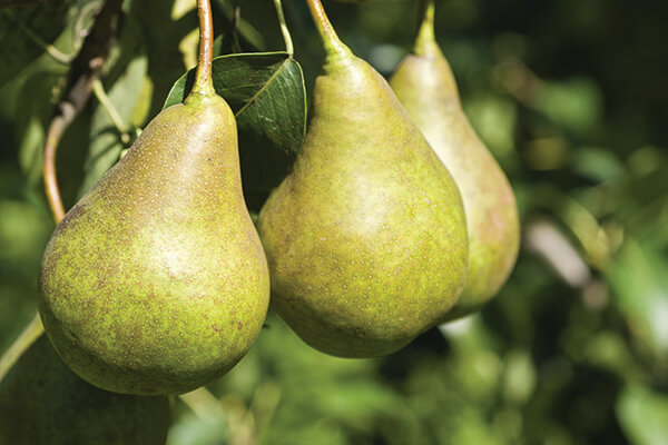 Bosc pears