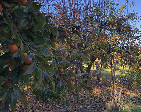 Woman picking Asian pears