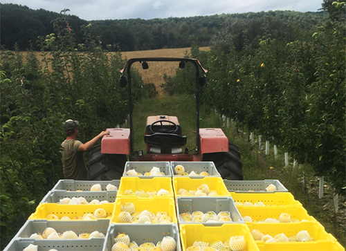 Subarashii Kudamono Asian Pear Picking Featured Image