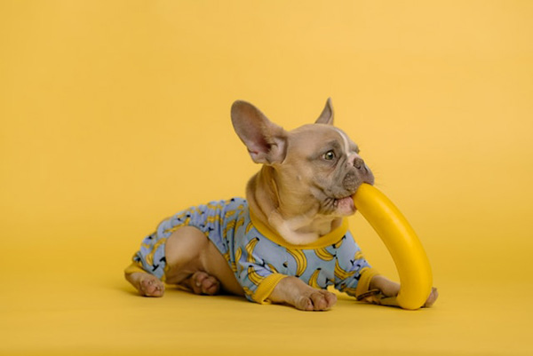 Dog in shirt with bananas on it, eating a banana