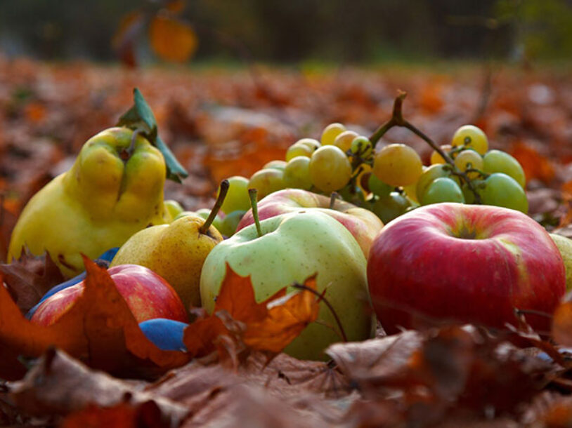 Fall Fruit Guide 2025