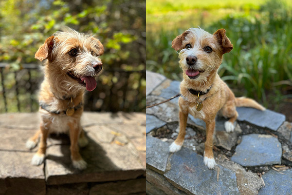 Two photos of small dog