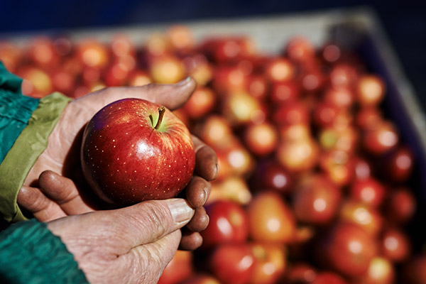 Hands holding apple