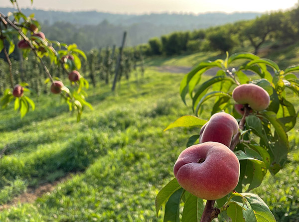 Peaches on the tree