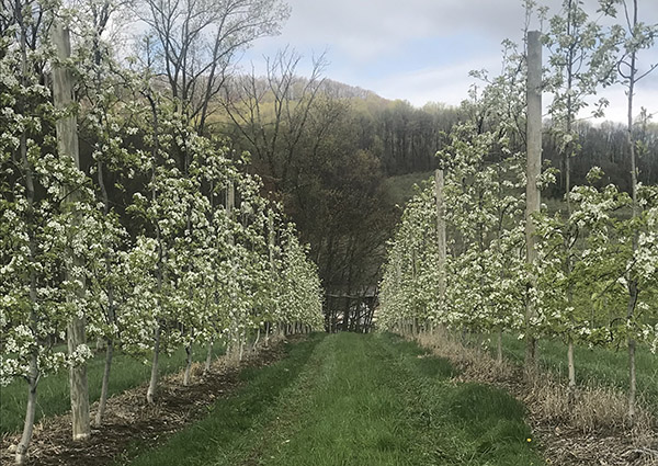 Row of pear trees