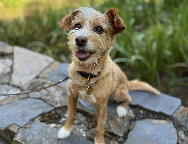 Dog sitting on rock wall