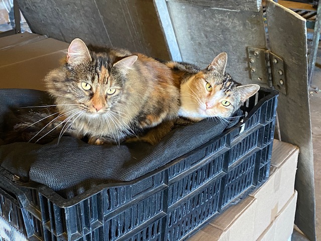 Two cats on box