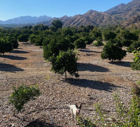 Dog in orchard