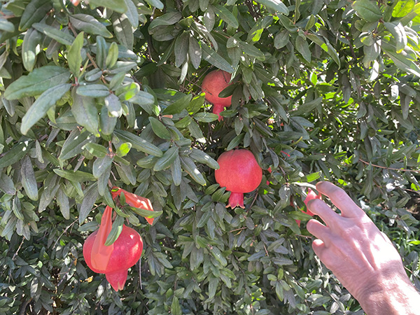 Hand picking pomegranates from tree