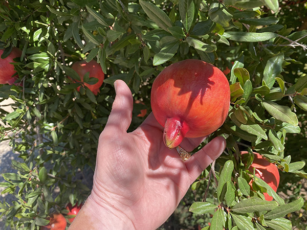 Hand picking pomegranate from tree