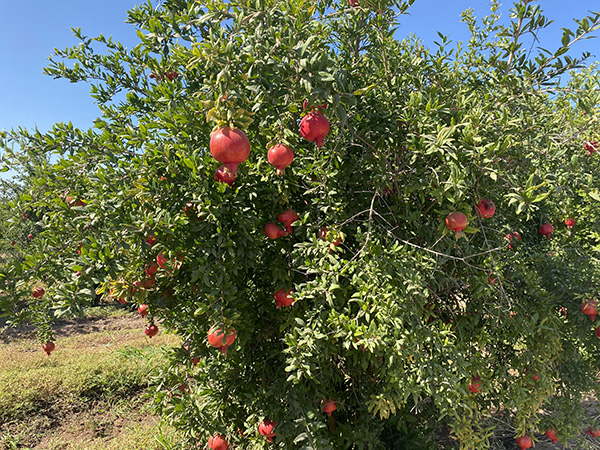 Pomegranate tree