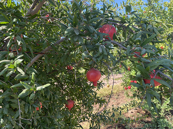 Pomegranates on tree