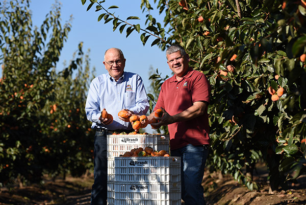 Two farmers in the orchard with boxes of persimmons