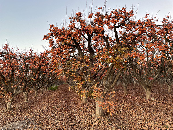 Fuyu persimmon trees