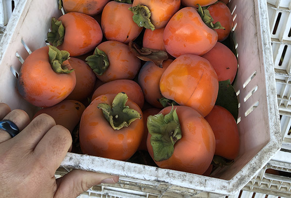 Hand grabbing tote of Hachiya persimmons