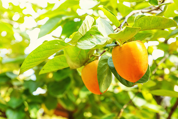 Hachiya persimmons on the tree